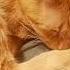 храп кот котикитакиекотики няшные няшныекотики сон рыжийкот