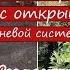 ПОСАДКА РОЗ Сажаю розы из посылки с открытой корневой системой Результат посадок через 2 года