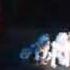 CATS Musical MaCavity