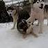 Husky Dogs Barking And Howling хаски питомцы собаки