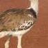 Kori Bustard Bird Walking In The Field Kori Bustard Bird Walk Field Nature Wildlife HA83676