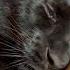 Is The Panther Purring