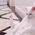 Cute Cat Videos Cat Videos Compilation 2022 33 Funny Cat Videos2022 Atb Animal Videos