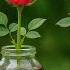 Just Coke Rose Branches Grow Roots At Lightning Speed