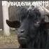 АЗАН в ЗАБРОШКЕ