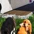 OBIT PUNYA PASUKAN ANJING Streamer Life Simulator 10