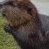 All About Beavers For Children Animal Videos For Kids FreeSchool