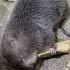 Why Bamboo Rats So Expensive Shorts