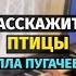 Расскажите Птицы Алла Пугачева Пианино Ноты