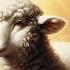 Don T Do This At Qurbani Shorts Thenobletruth