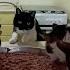 The Man Who Saved All The Stray Cats From Homelessness Thanks To A House With An Open Door