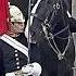 Unbelievable Horse Love S With Peter Ellis Kingsguard Alanwalker Horse Love