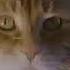 Morris By Moonlight 9 Lives Cat Food 1986 TV Ad Commercial