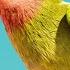 Princess Parrot The Best Pet Parrot