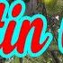 Giá Sầu Riêng Trưa Nay Ngày 24 5 2025