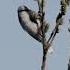 Белая лазоревка Cyanistes Cyanus Azure Tit