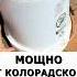 Мощное средство от колорадского жука без химии огород дача сад вредители колорадскийжук