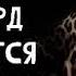 06 Леопард охотится в темноте Уилбур Смит