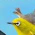 Pikat Burung Kecil Suara Pikat Sogon Prenjak Kombinasi Burcil Paling Ampuh