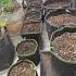Fastbuds Mix Pack Autos 10 10 Early Transplanted Into Final Pots Cannabiscommunity Garden