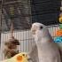 Male Cockatiel Wolf Whistle