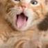 Котенок мяукает Звуки котят Писк котенка Звук для кота Cats Sound Animals Sound Звуки животных