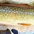 The Bass Fishing Community Will HATE ME For This Catch N Cook