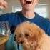 OUT NOW Drinkingwine Wein Song Dog Puppy Dj Lustig Cute