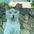 Cat Files