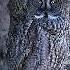 Best Hider Moment Troll Face Edit Trolllife Edit Trollface Hider