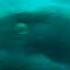 Gladiator II 2024 Sharks Vs Gladiators Scene Movieclips
