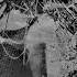 Tessela Hackney Parrot Disaffected Bootleg
