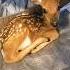 A Woman Found An Injured Baby Deer While Walking In The Forest And Adopted It