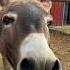 This Donkey Has Something To Say