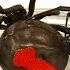 Deadly Spider Infestation How To Catch Lots Of Beautiful Redback Spiders