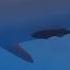 STUCK On A Shark Remora Cleanerfish Shark Coexist Mutualism Biology Pov Ocean Trnedy 1