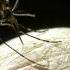 Unmasking The Deadly Secrets Of The Tsetse Fly