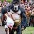 Human Gorilla Wedding A Custom That Only Exists In Legends Nature Animals