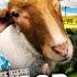 Hood2Farm Ep 3 I HAD A CLOSE SHAVE WITH A SHEEP
