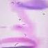 2PAC EVANESCENCE END OF TIME O ANIMAL DJ REMIX