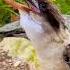 Australian Kookaburra Laughing