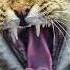 Cat Sound Billi Ki Awaaz Cat Voice Cat Sounds Cat Sounds To Attract Cats Meow Sound Cat Sound Video