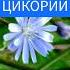 Цикорий Целебный калейдоскоп Симпатичный