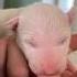 Sad Dogs Puppy Cute Dogsofyoutube