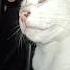 Cute Cat Viral Youtubeshorts Pusi Sweet