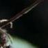 Cordyceps Attack Of The Killer Fungi Planet Earth Attenborough BBC Wildlife