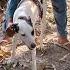 Man And Dog With Mating