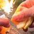 Fire From An Orange Fire Orange Survival
