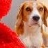 Funny Beagle Dogs SURPRISED With ELMO ROBOT