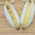 Easy Style Banana Sweet Shorts